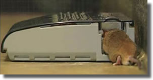 comment attraper une souris sans la tuer