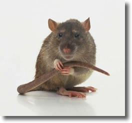 rat-brun-rattus-norvegicus